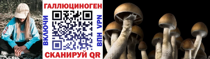 купить наркотик  блэк спрут онион  Псилоцибиновые грибы GOLDEN TEACHER  Алейск 